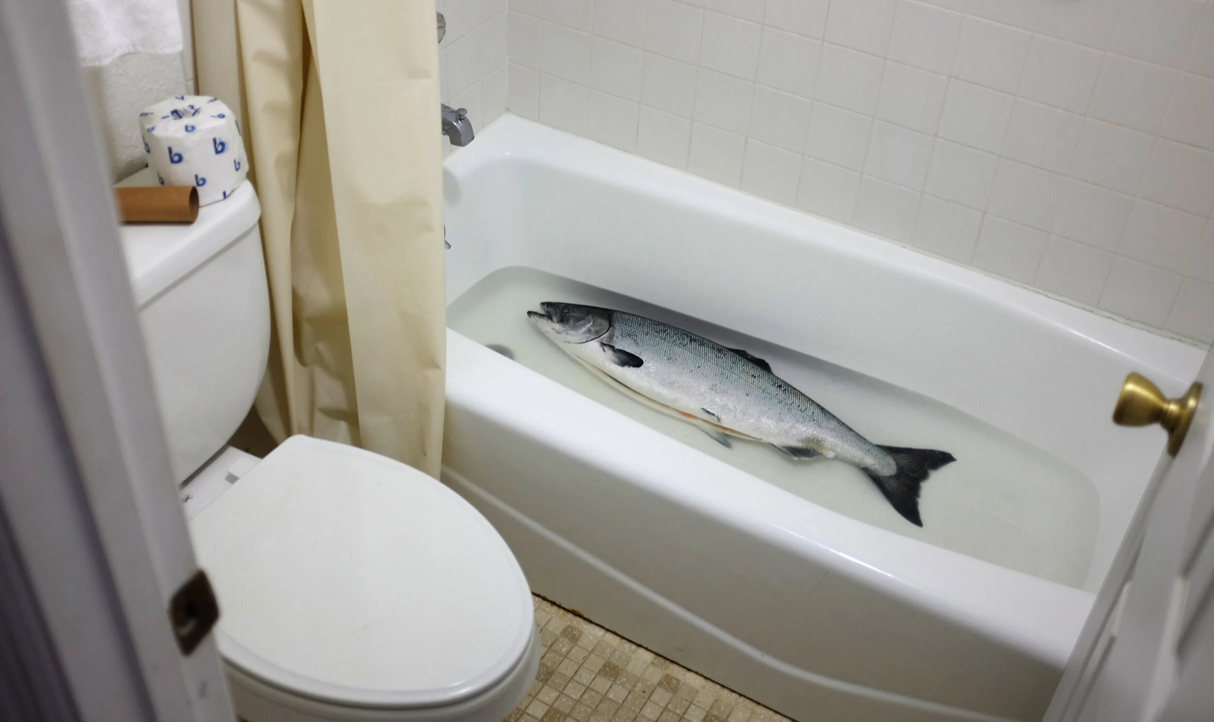 Salmon.jpg