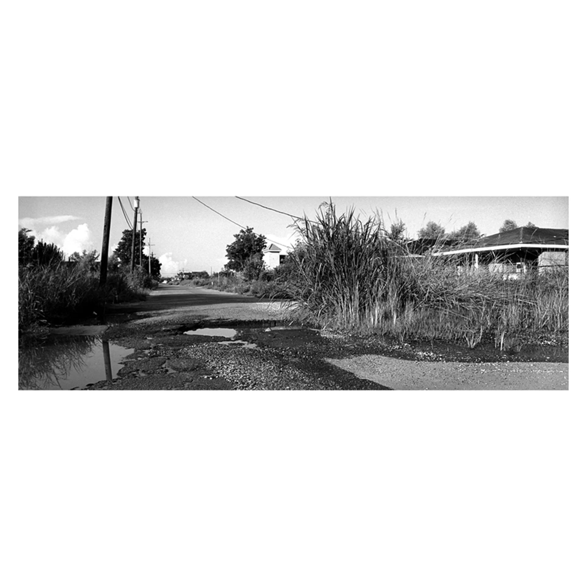 7AdamHess_GrassinRoad.jpg