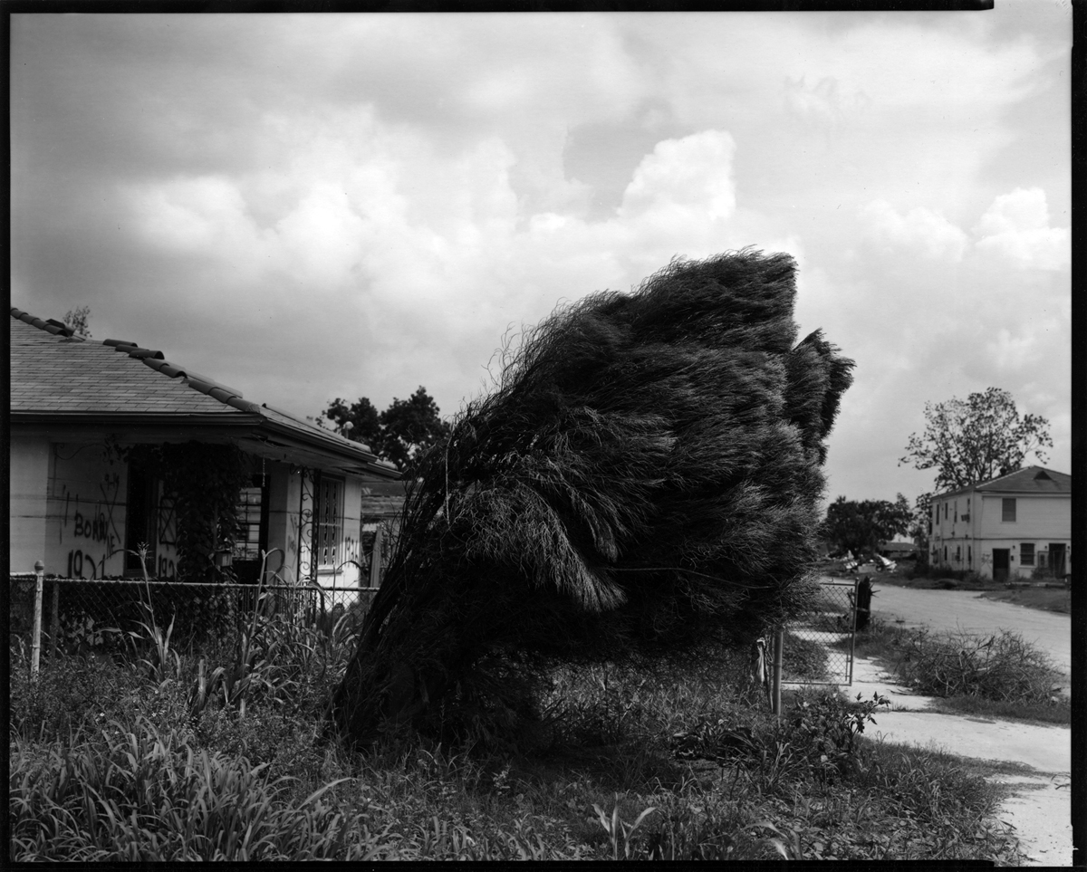 HessAdam_tree blown over.jpg