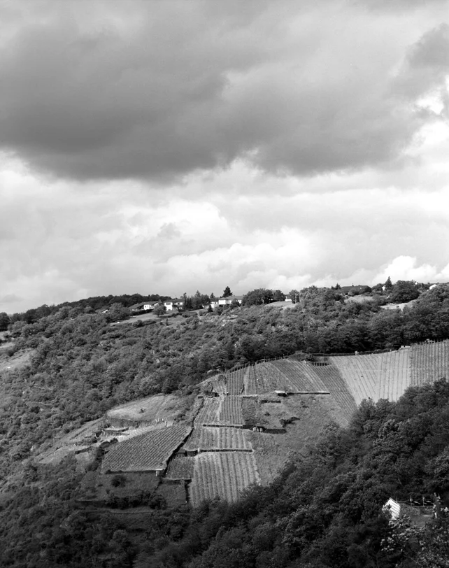 07-06 Grape Field, Reine88.jpg