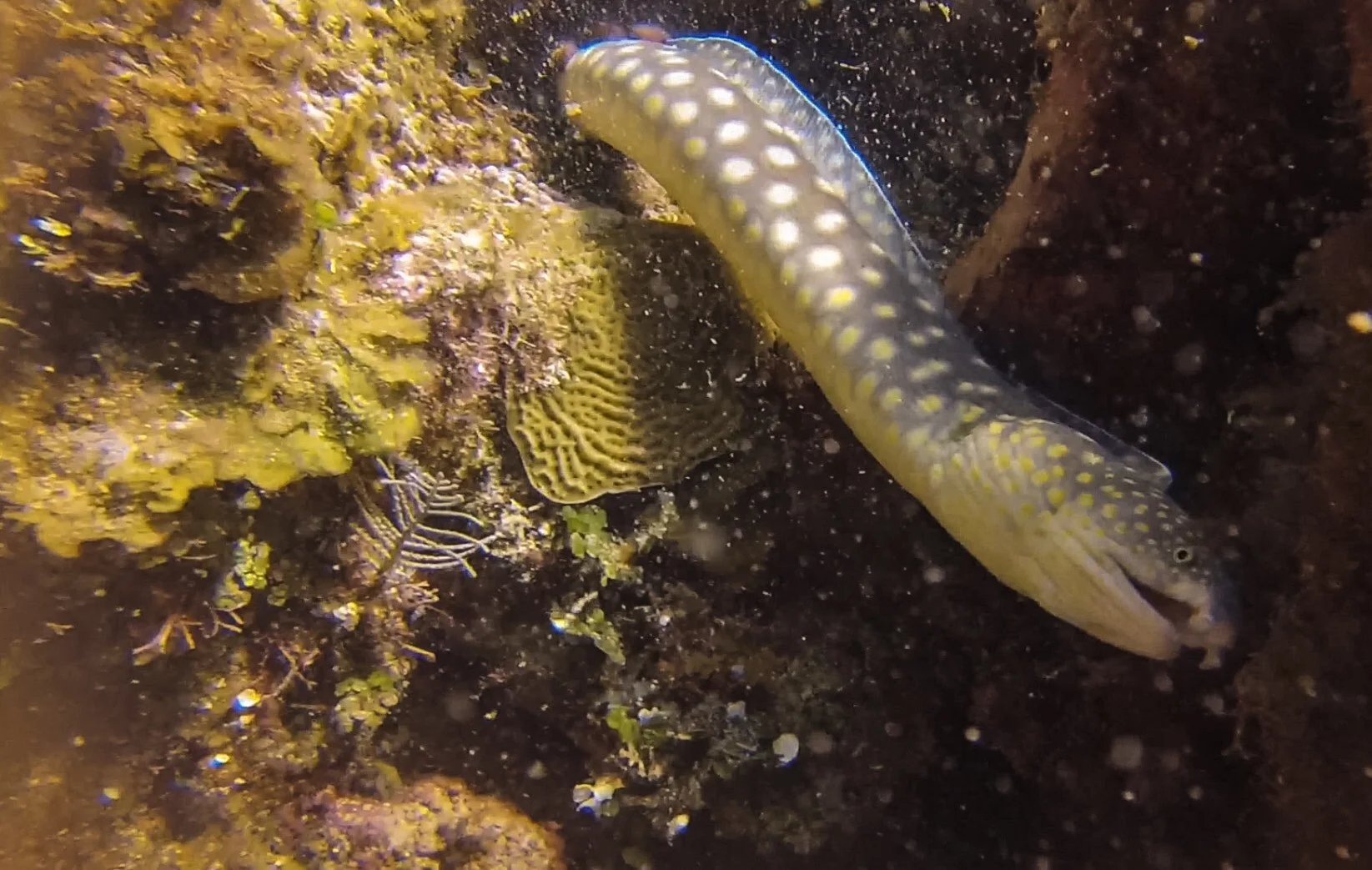 Large sharptail eel gets devoured by an octopus.