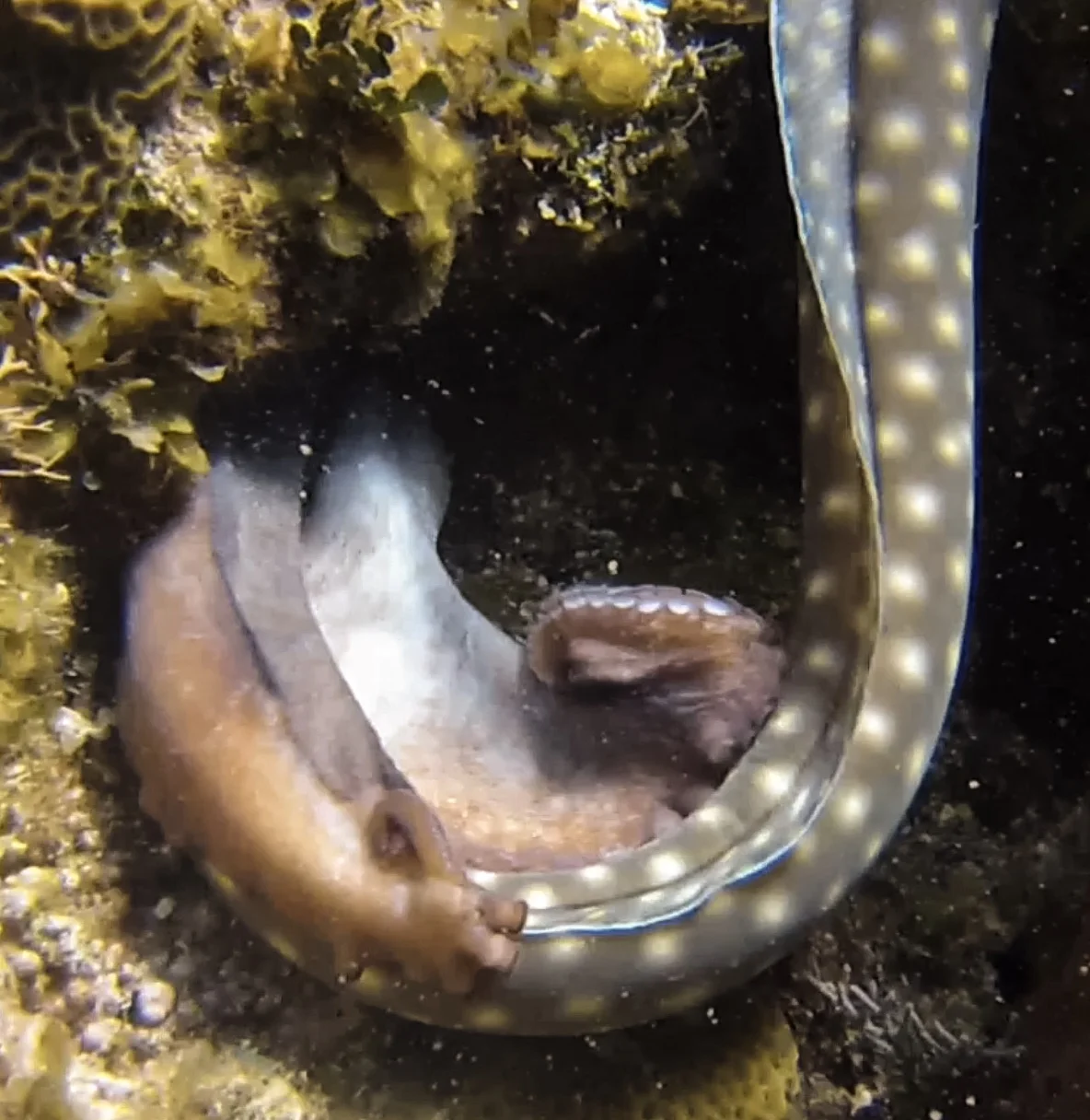 Octopus Versus Sharptail Eel Update