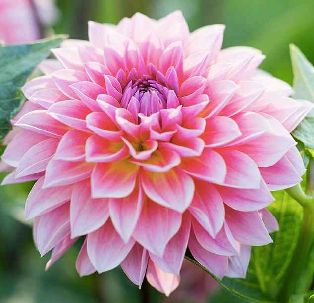 A Dahlia. For a jaw-dropping warm season, prepare your plants and soils for success in the Fall!