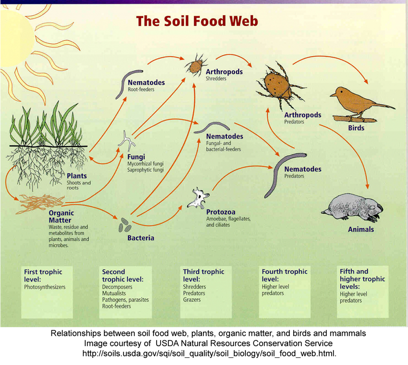 The Wonders of Living Soil — Soil Dynamics