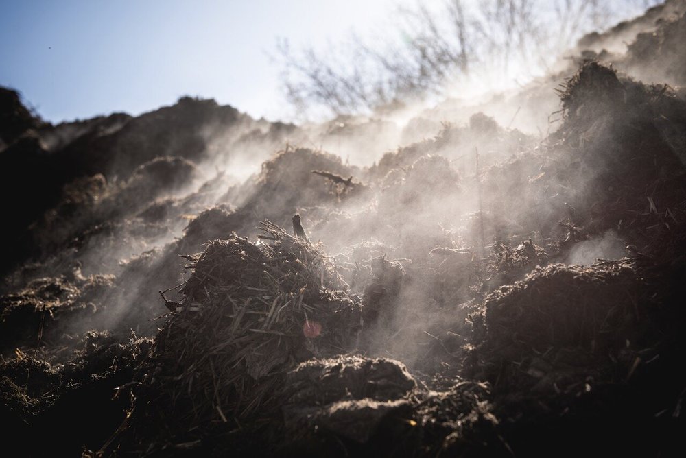 Steaming compost windrows on a cold morning