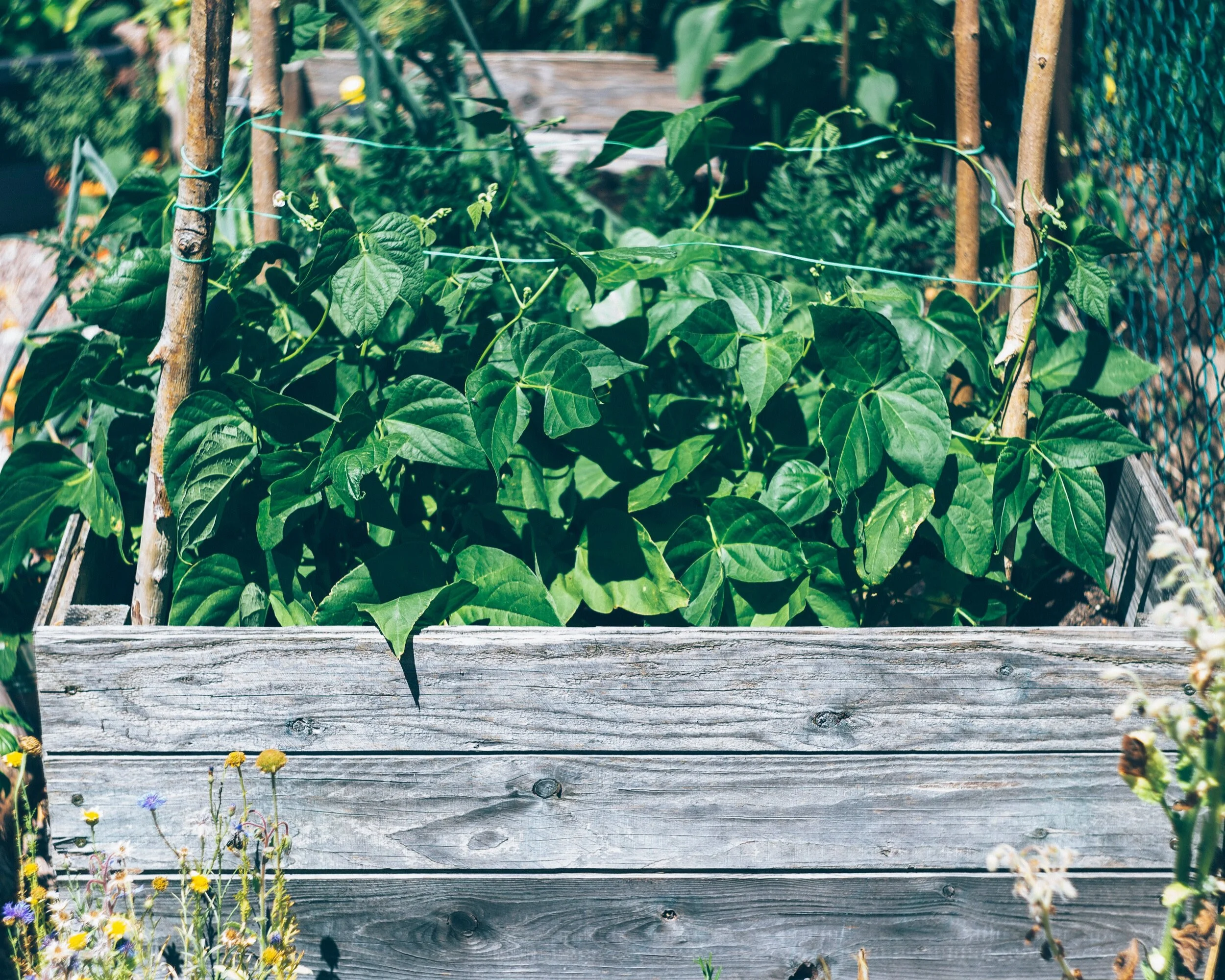 How to Maintain Raised Bed Gardens