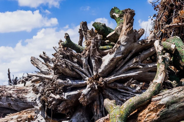 Tree and wood debris at the drop-off yard
