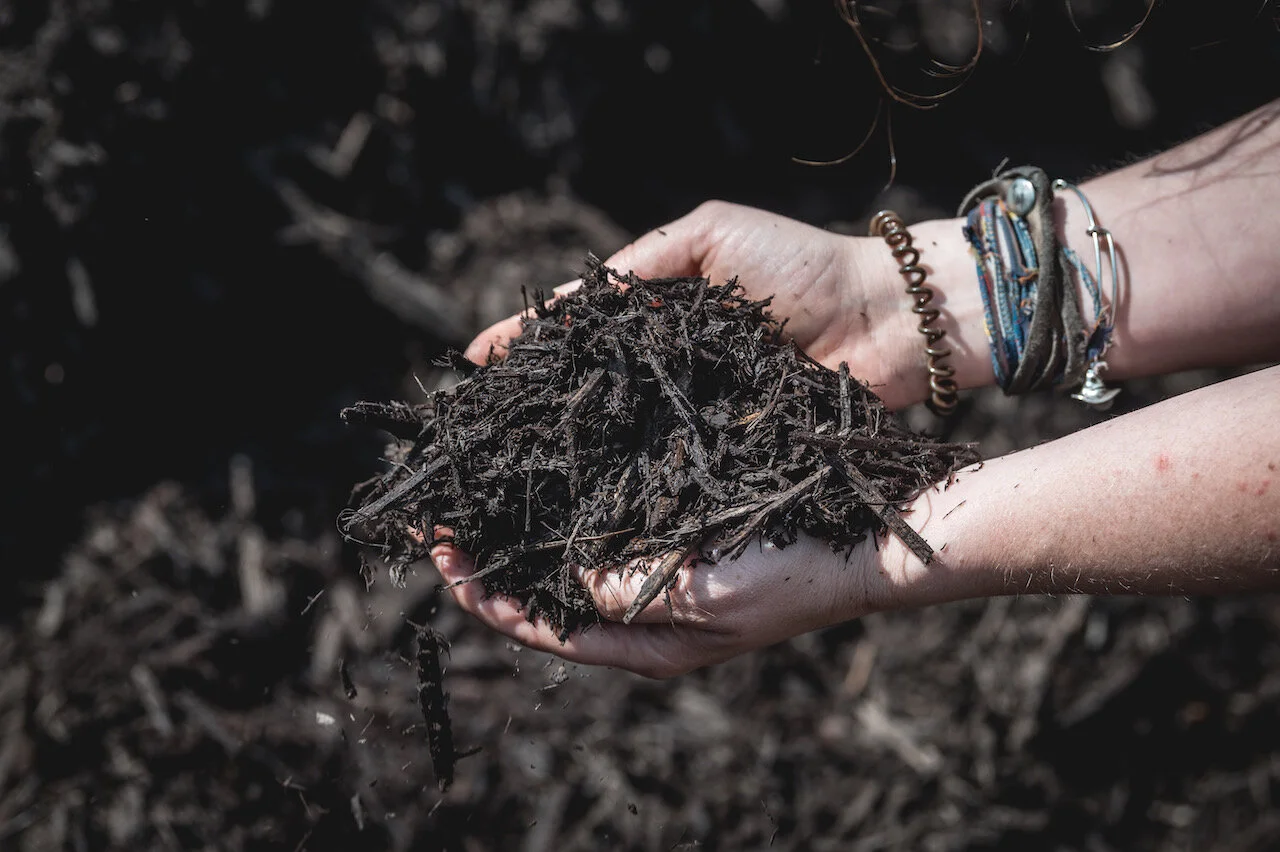 chocolate mulch-2849.jpeg