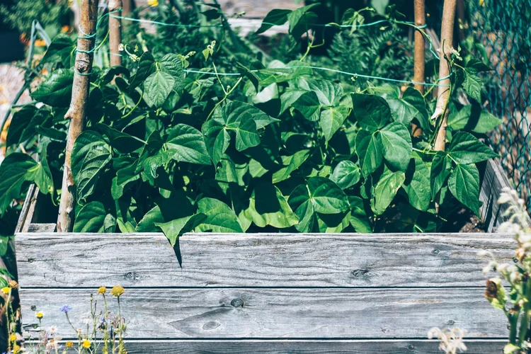 Bean plants growing in a raised garden bed in Omaha