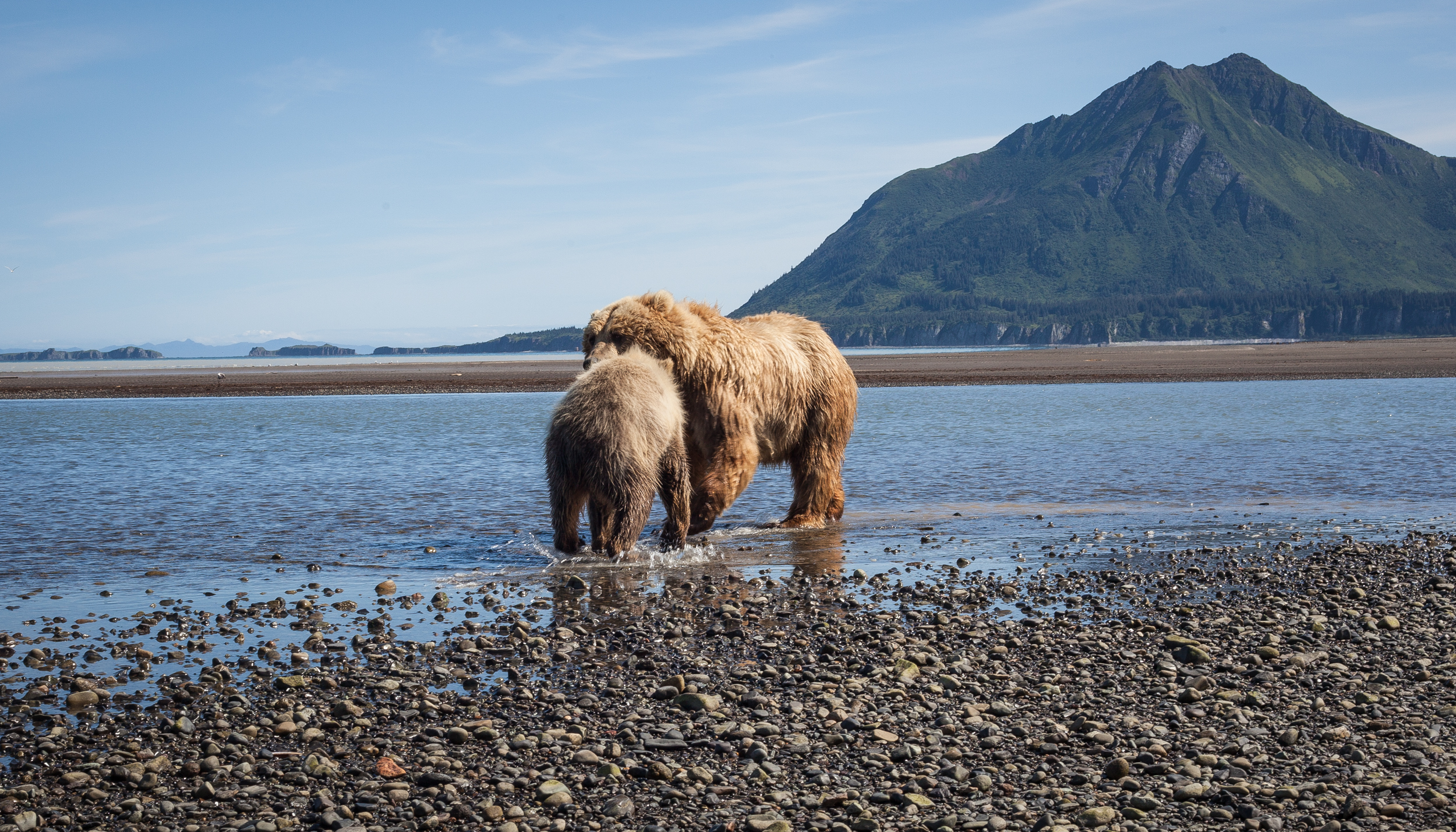 Coastal Brown Bear and Cub at Katmai National Park, Alaska. 35mm.