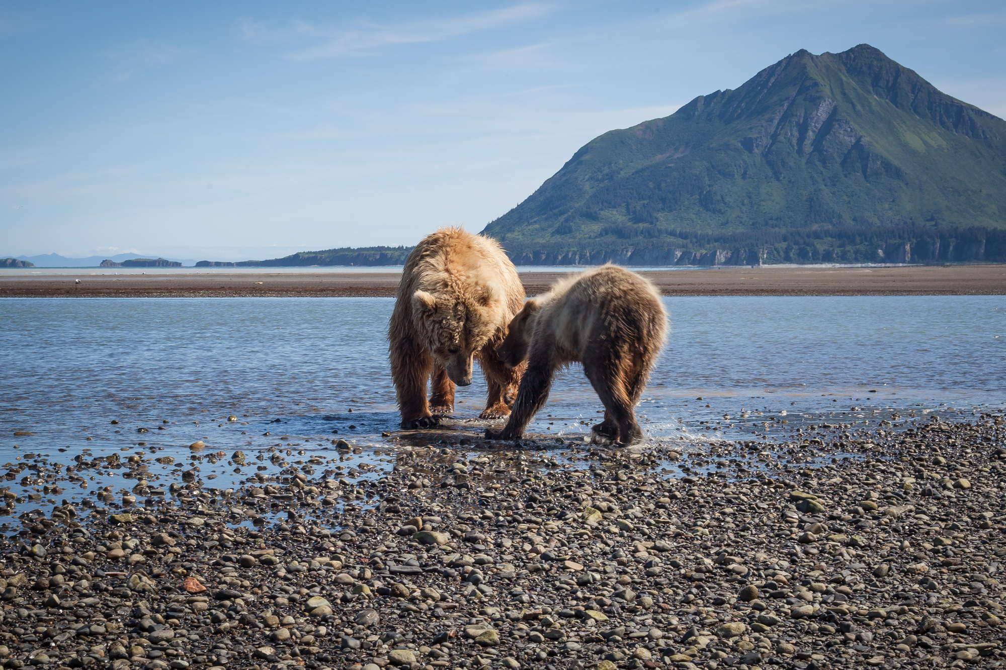 Coastal Brown Bears, Katmai National Park, Alaska.
