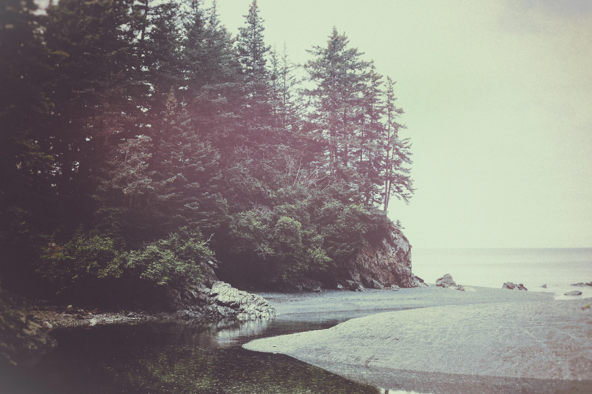 Alaska - Estuary Pine-1.jpg