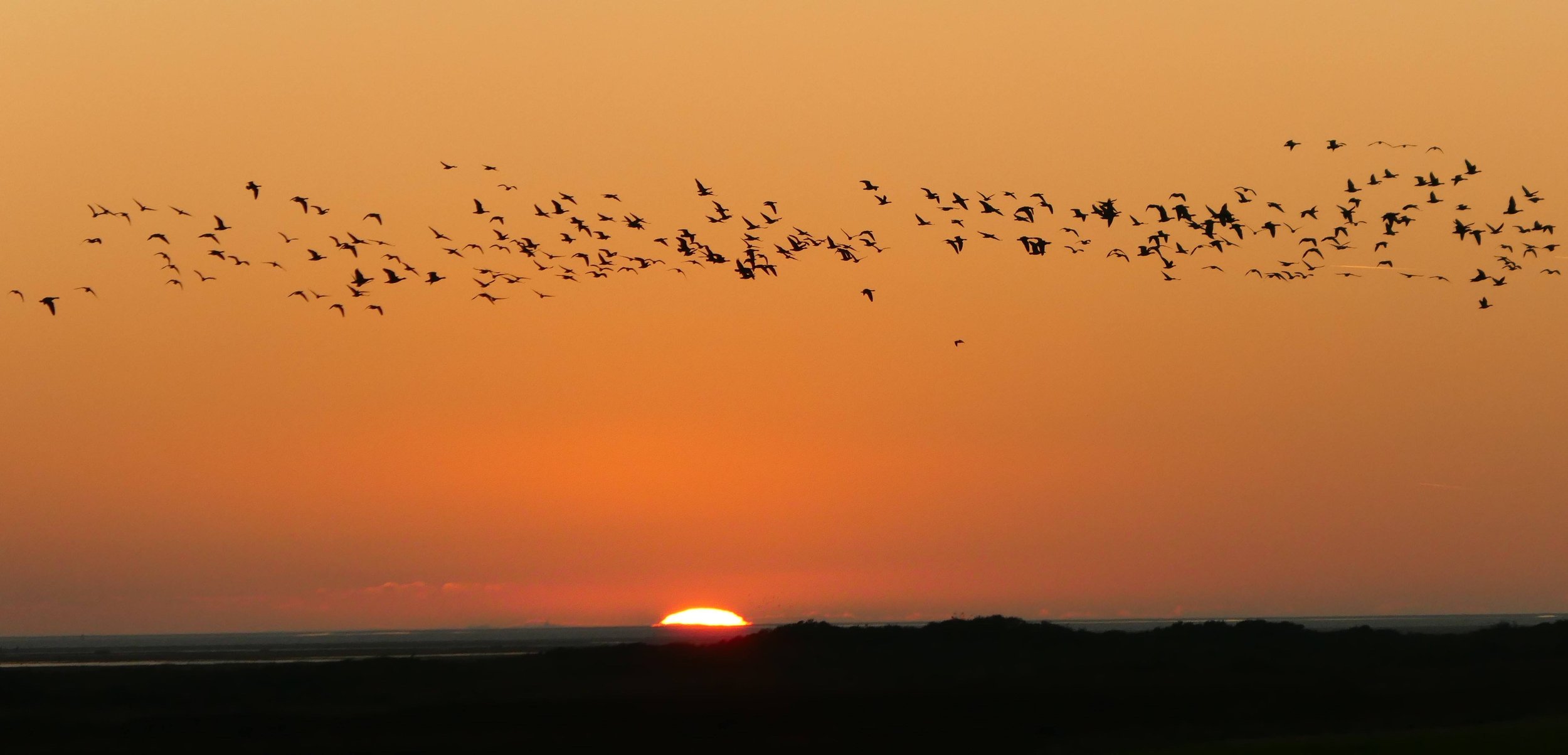 Birds.JPG
