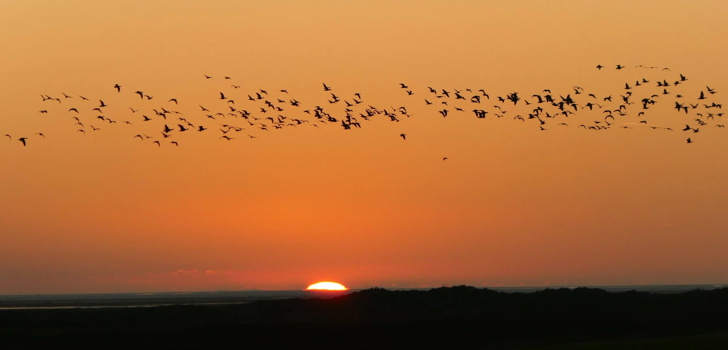 Birds.JPG