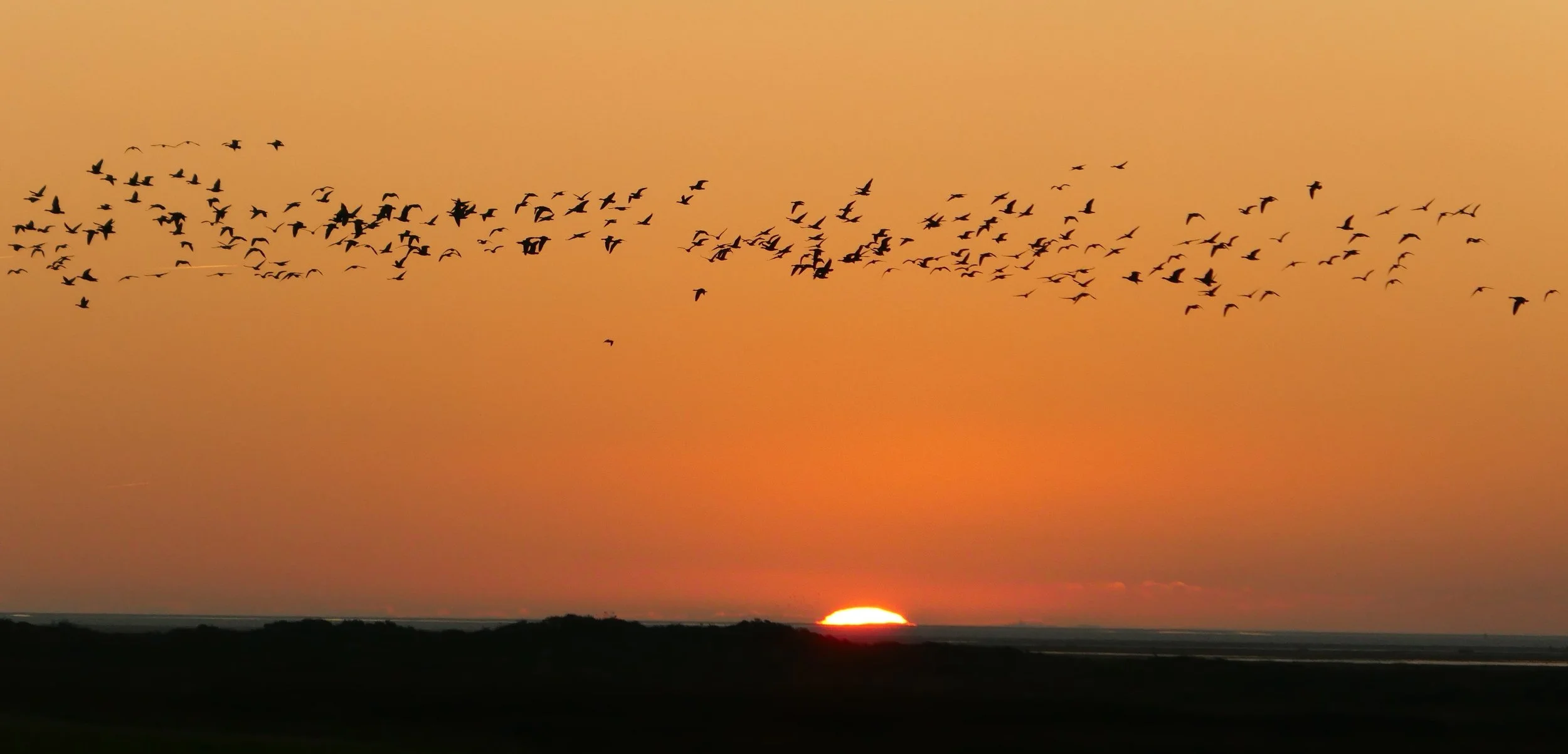 Birds 2.JPG