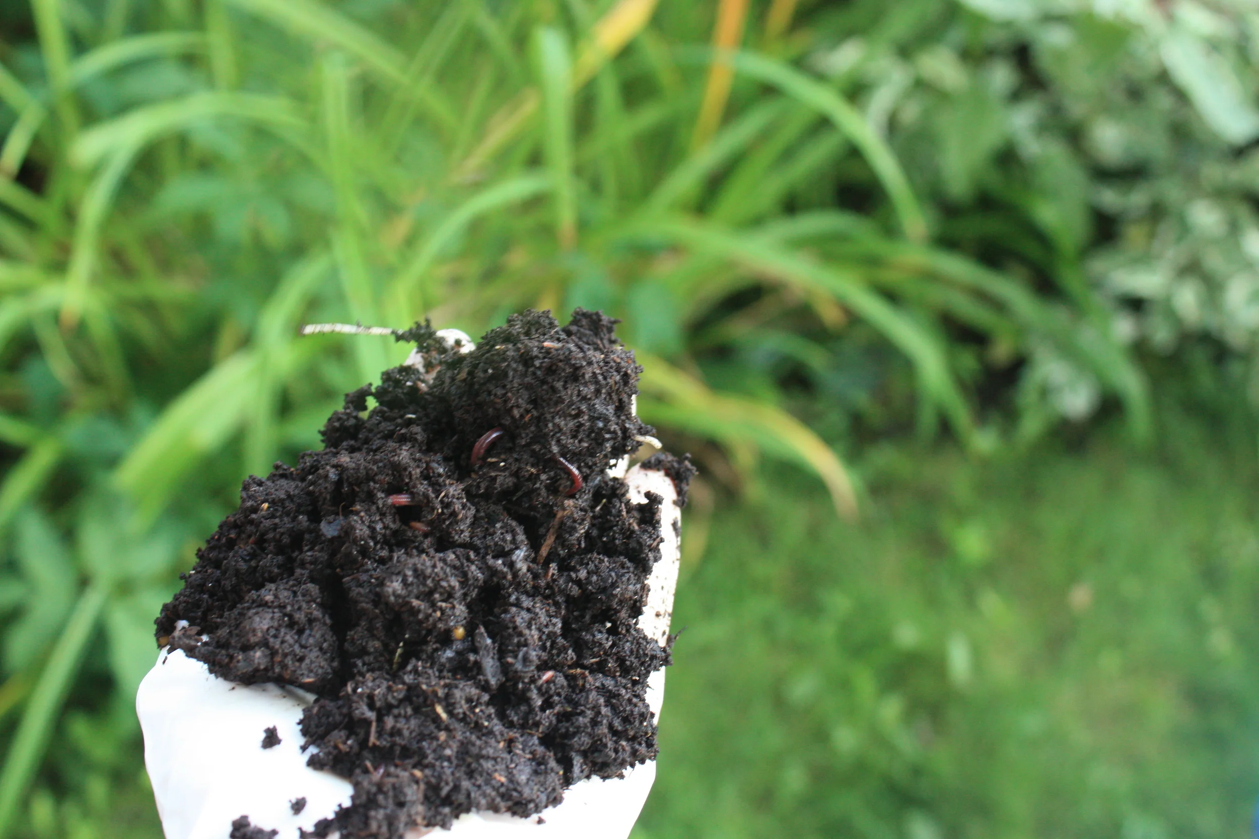 Vermicompost