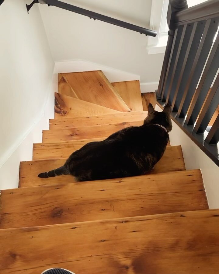 A joyous kittyversary to all&mdash;it&rsquo;s lucky number 13!!?! Congratulations to Chessie and Carol for absolutely killing it this year, including their total mastery of the brand-new concept of Stairs. With apologies to all other cats, mine are o