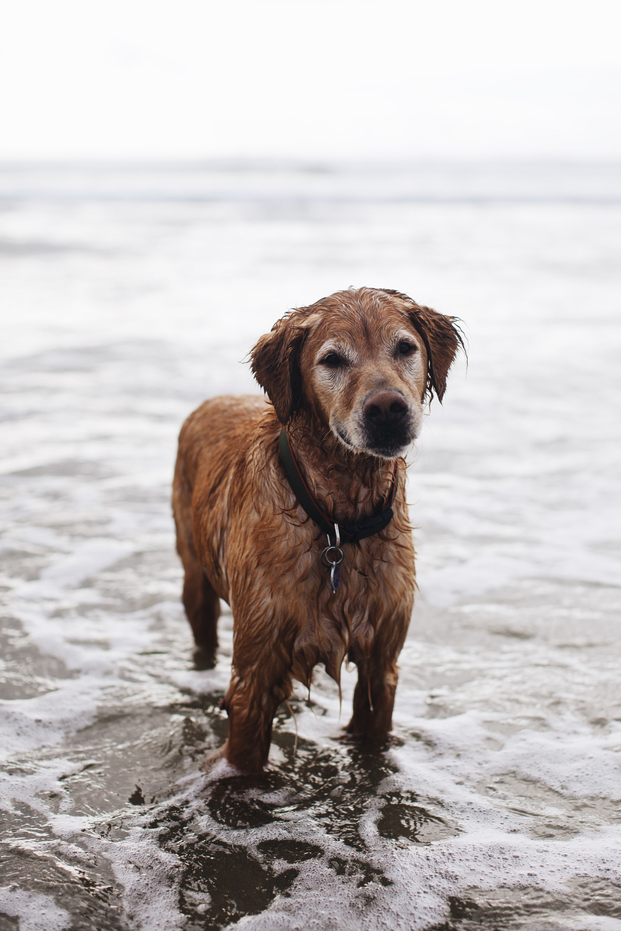 Blue, golden retriever, 10 years old. Cannon Beach, Oregon.