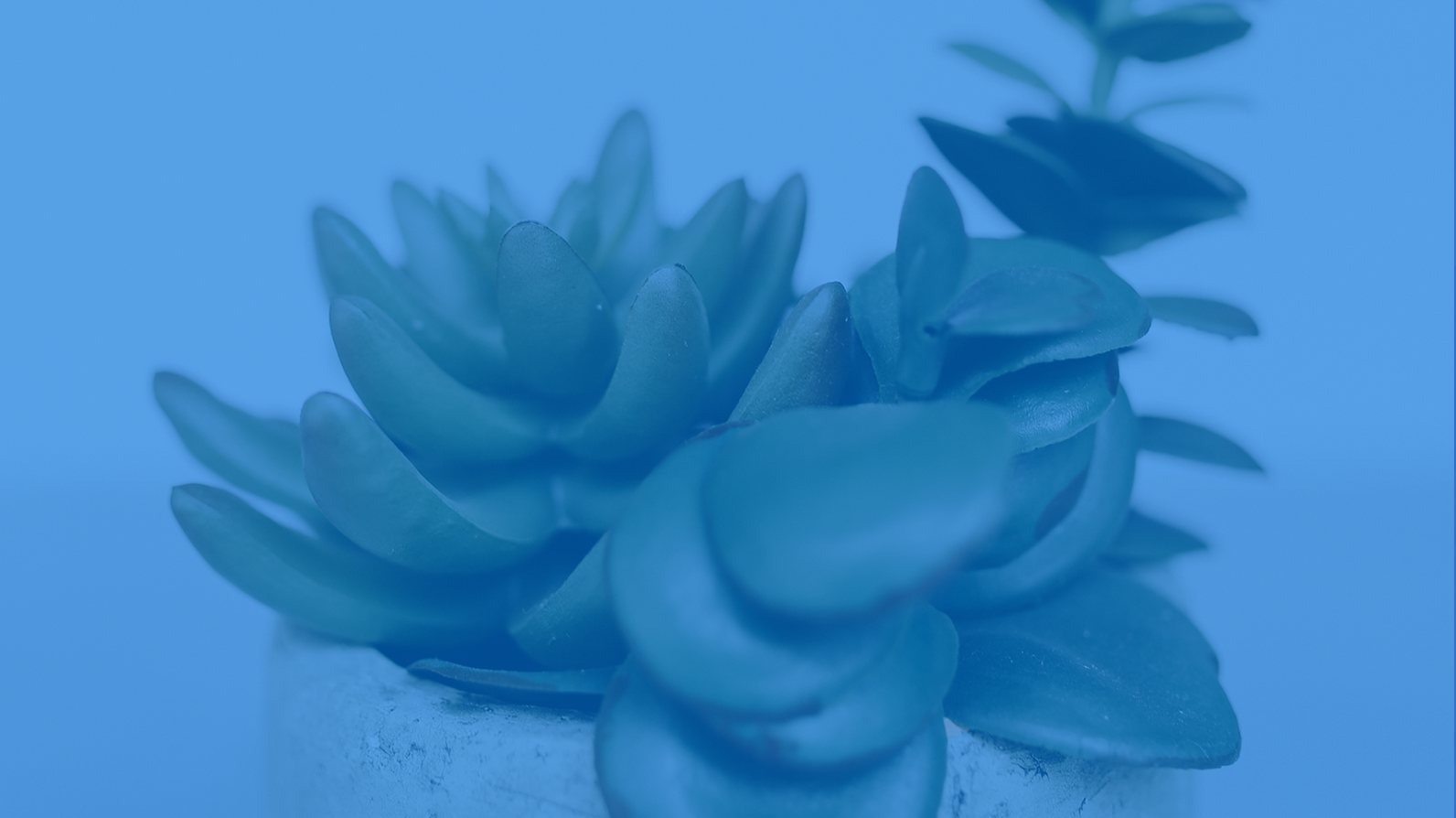 Web+header.png