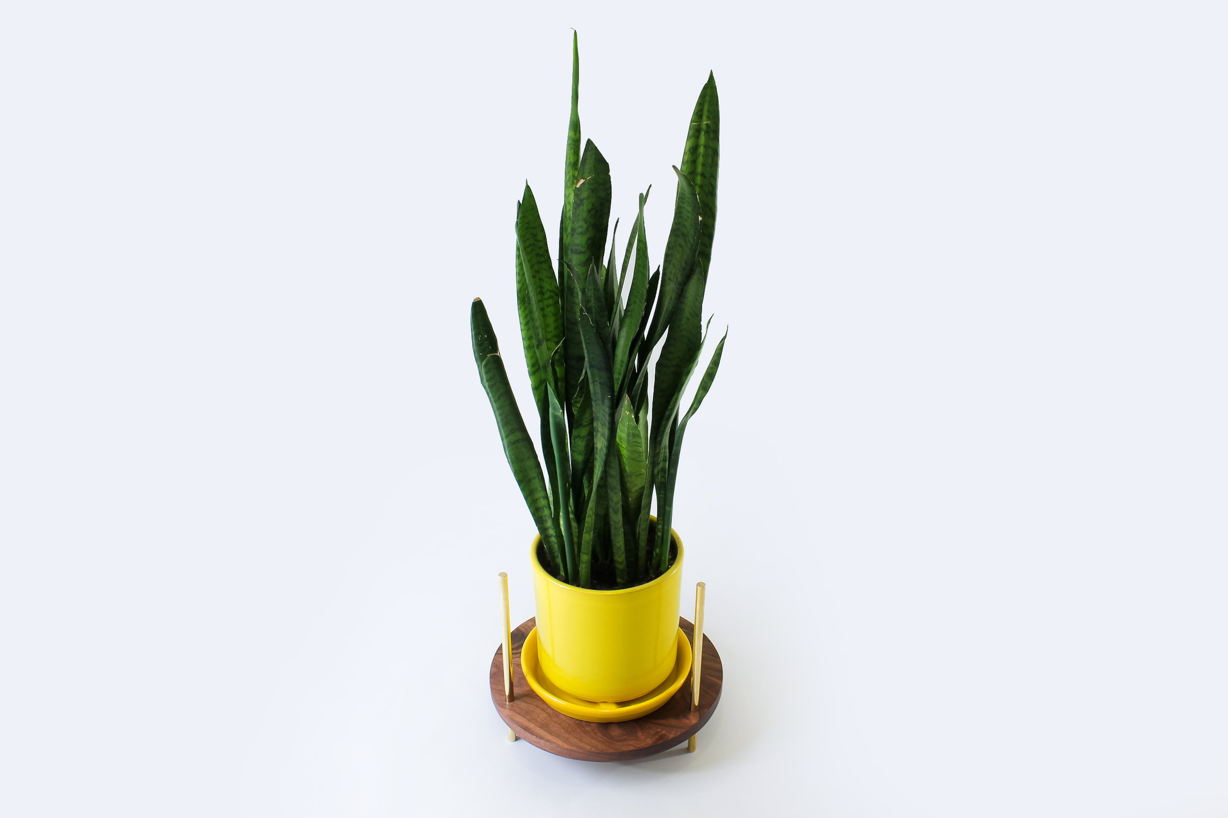 Plant Stand