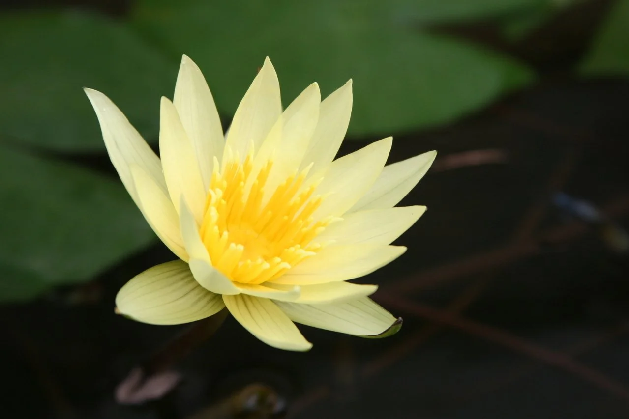 lotus-1379510-1279x852.jpg