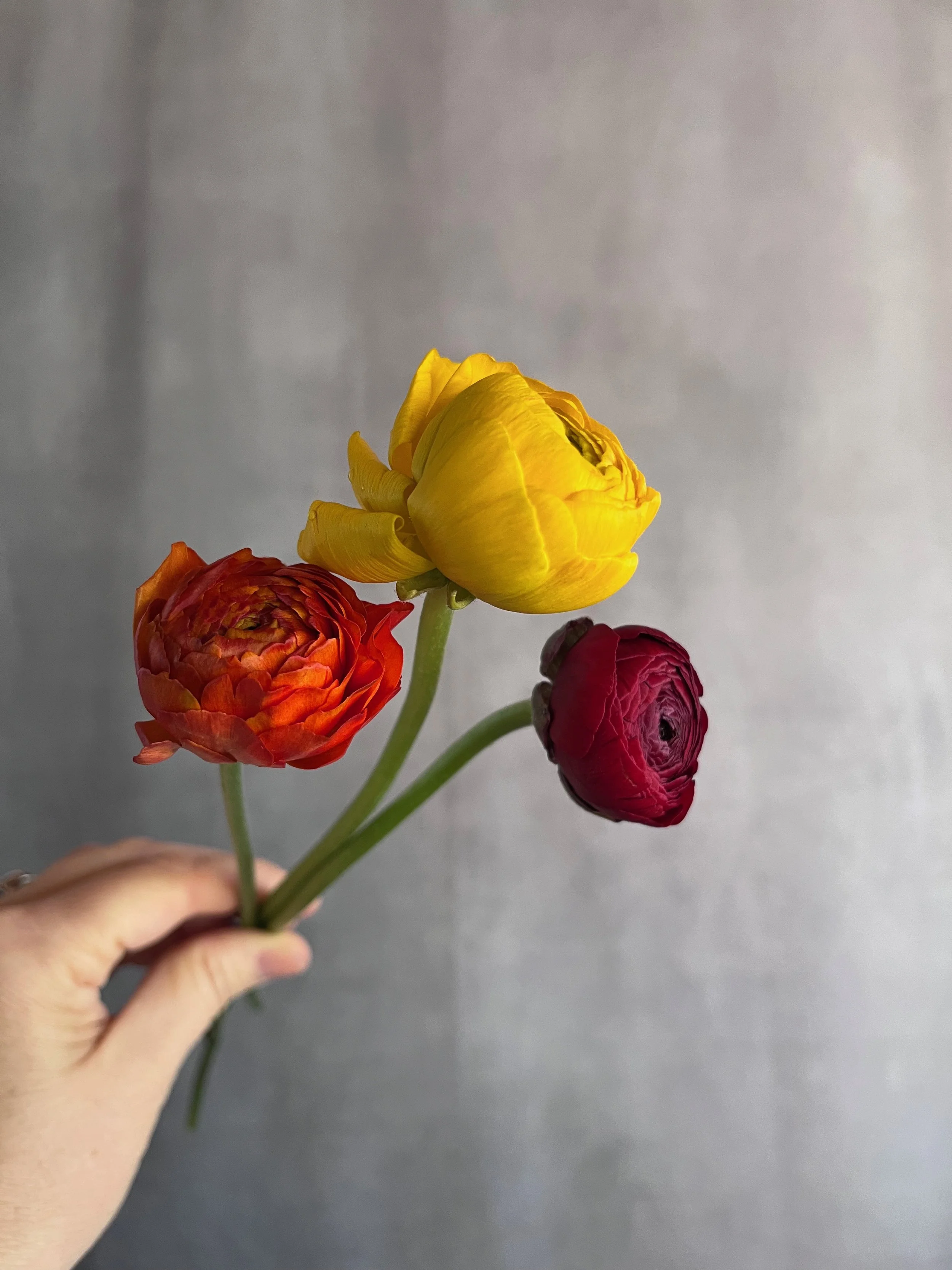 ranunculus colors - 1.jpeg