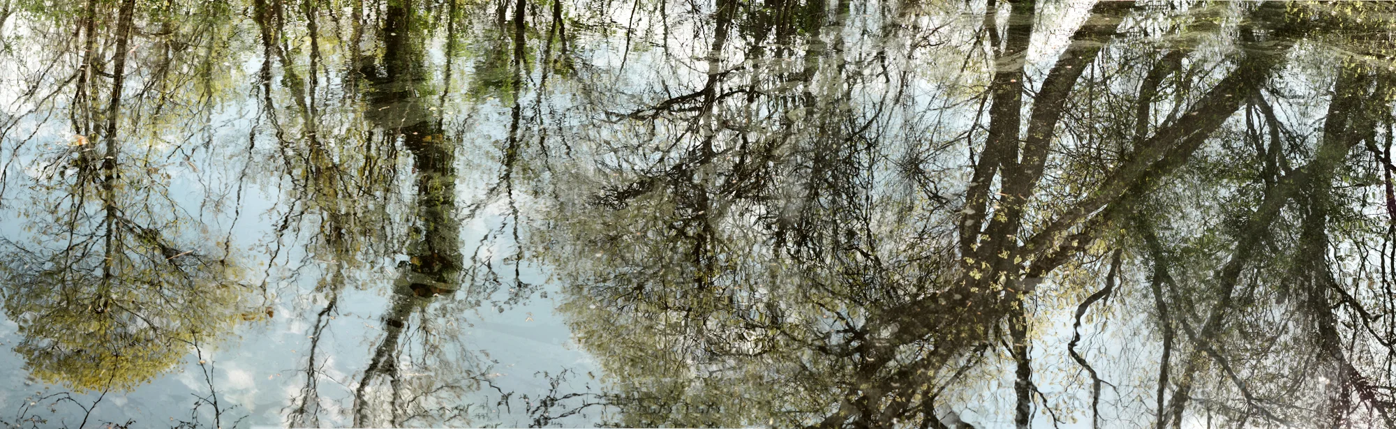 May Pond, 2015. Giclee print, 36" x 81"