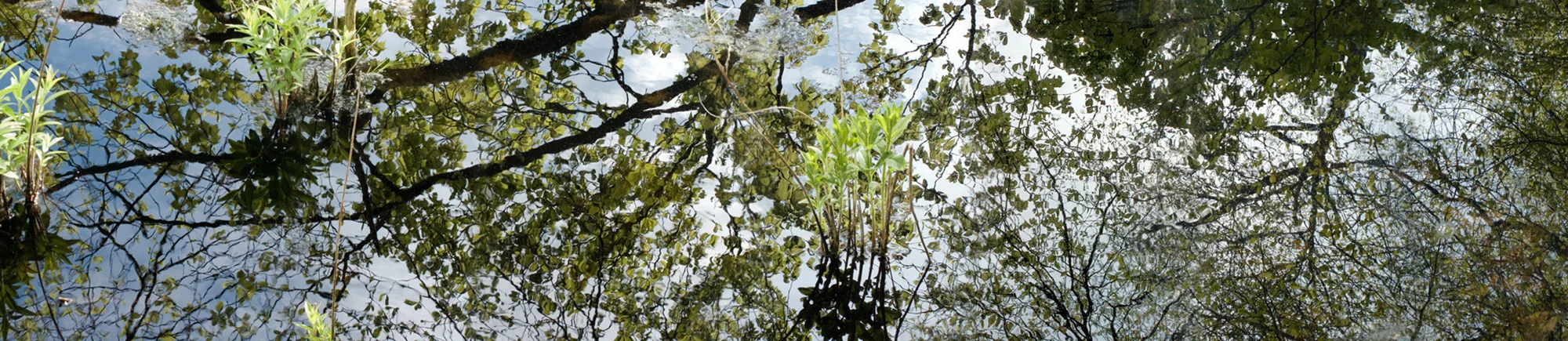 May 15 Pond, 2013. Giclee print, 36" x 108"