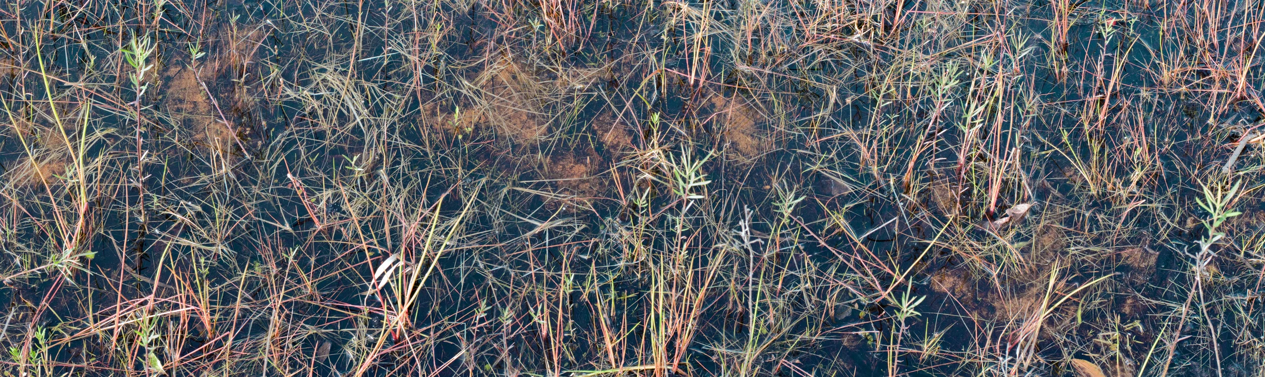 May 30 Reed Pond. Giclee print, 20" x 67", 2012