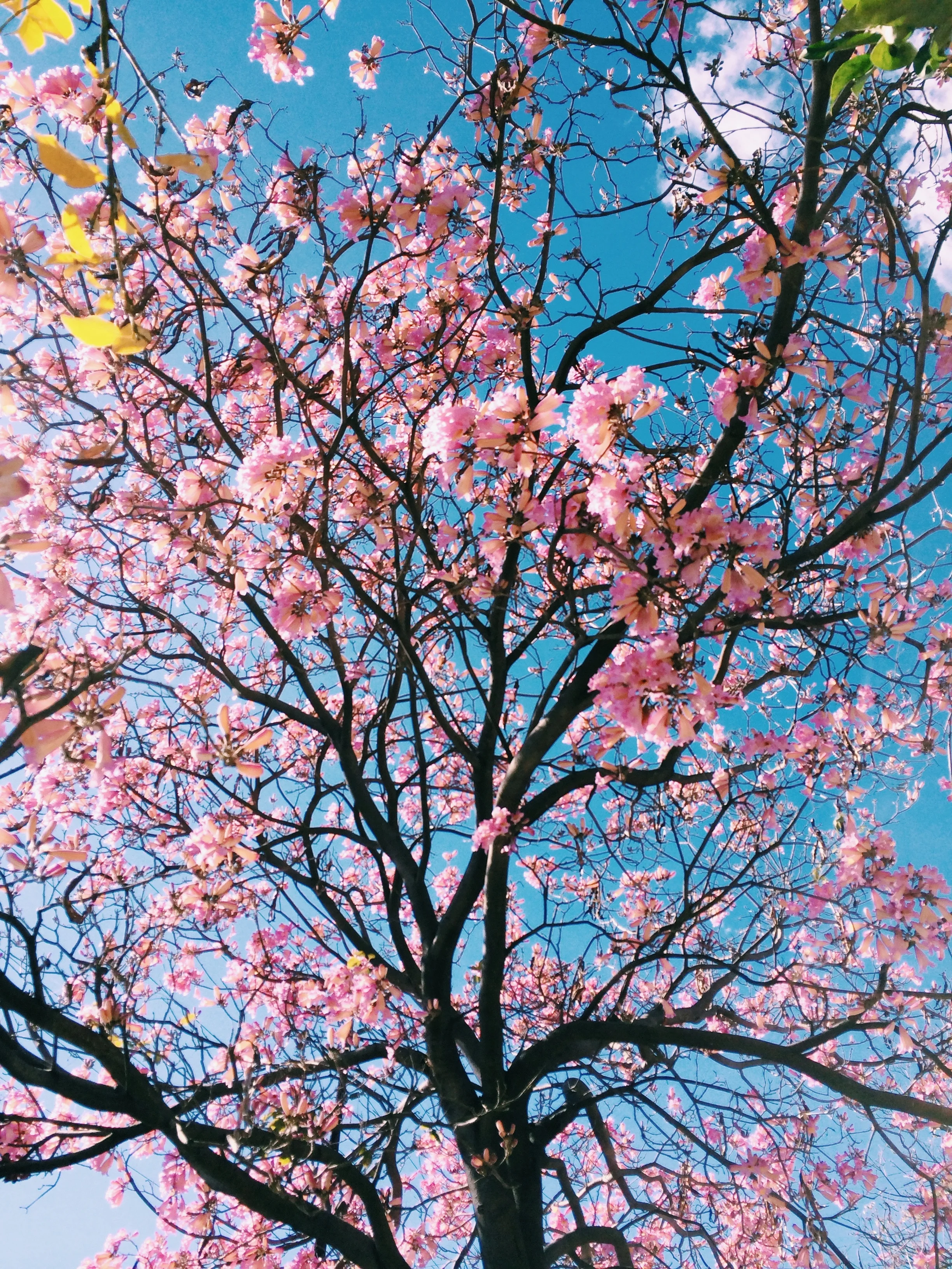 cherryblossom unsplash.jpg