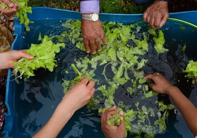 Solidarity Gardening Forever: Reflecting on Working-Class Connections to the Land