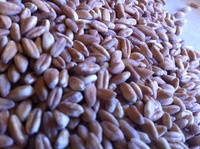 farro_grain_picture_200.jpg