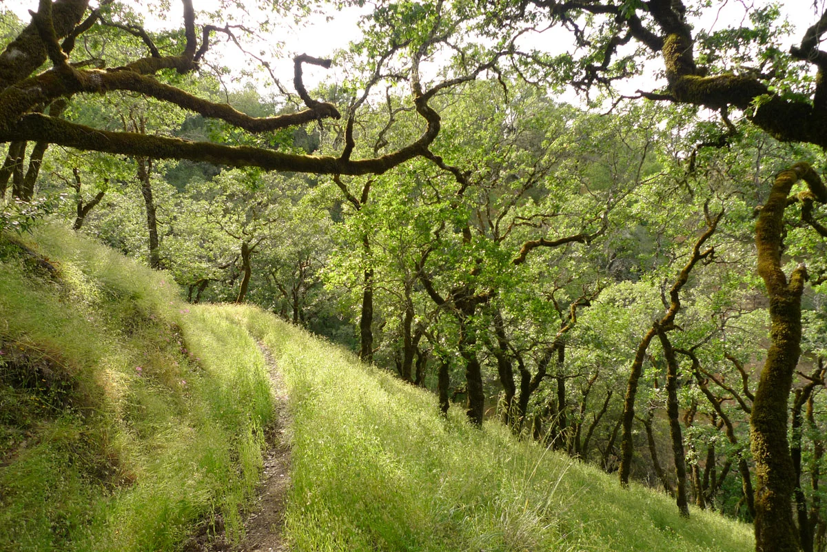 trees.jpg