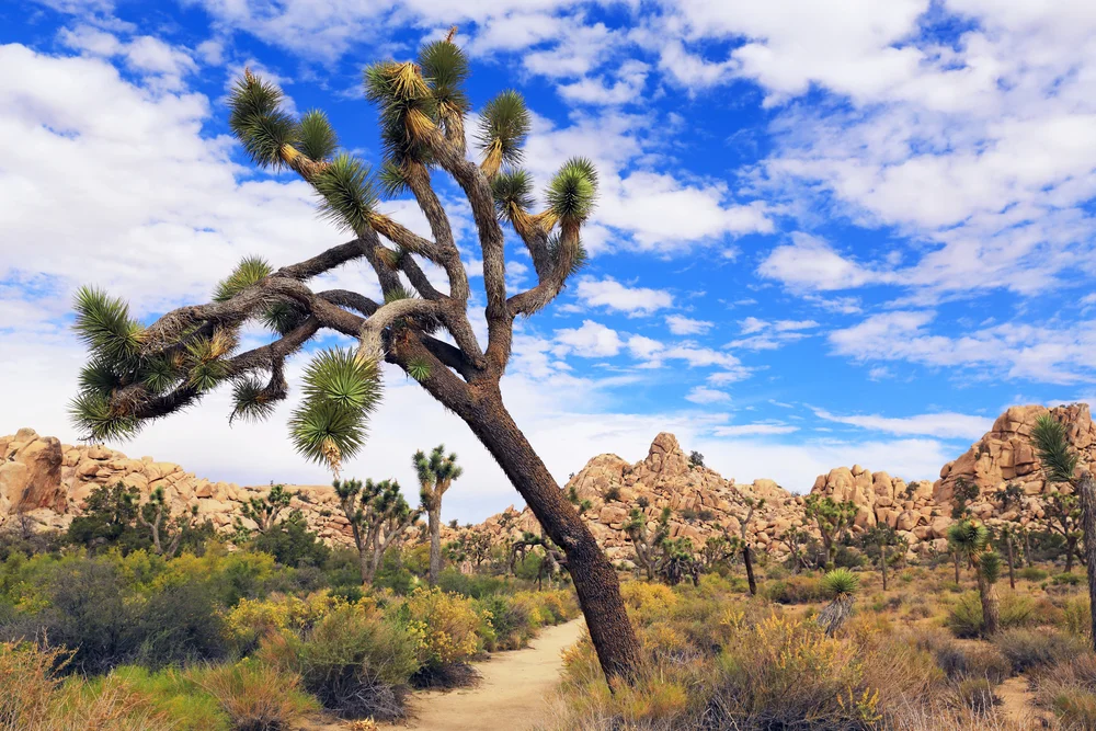 joshuatree2.jpg