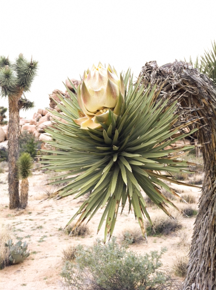 JoshuaTree0015.jpg