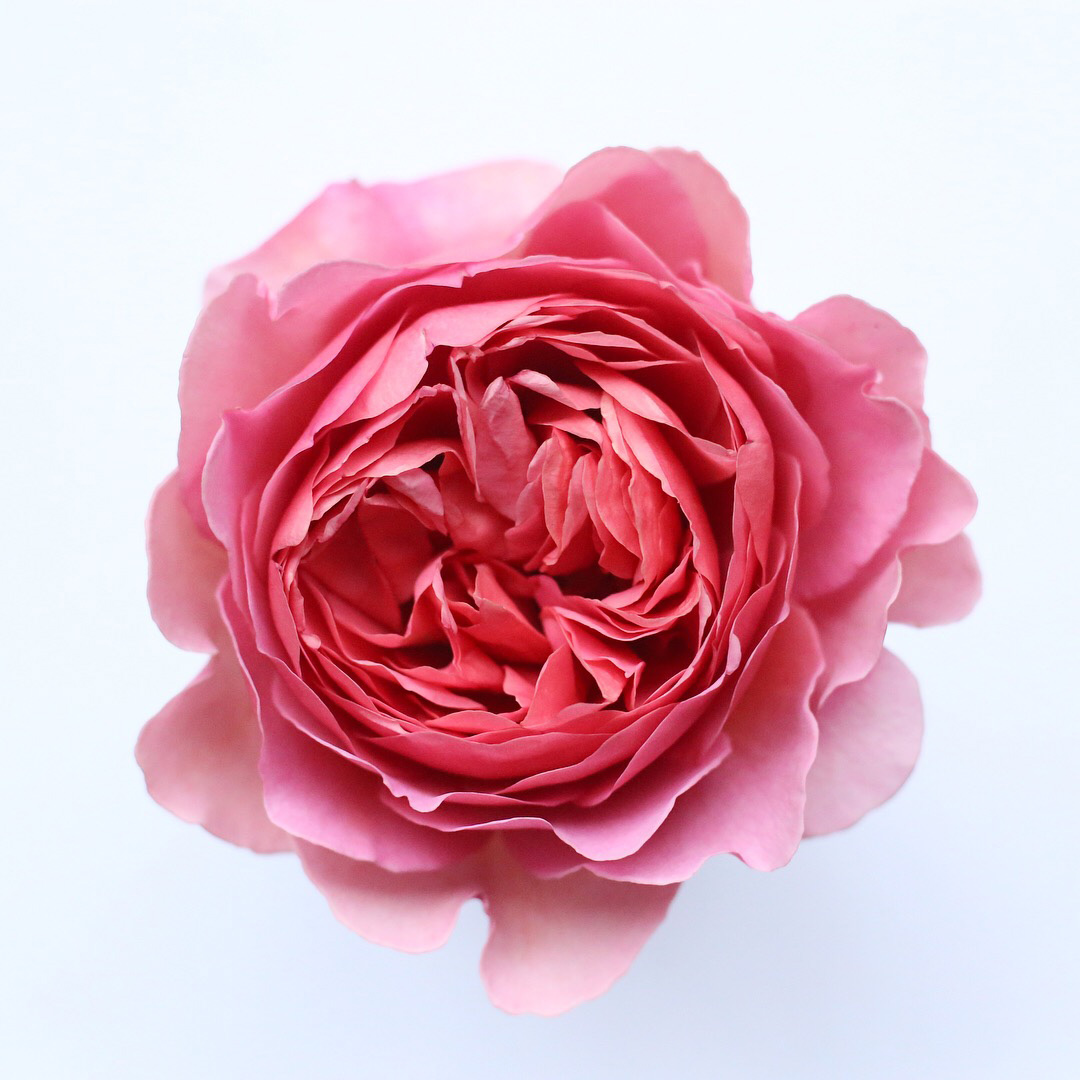 04Mar_Rose.jpg