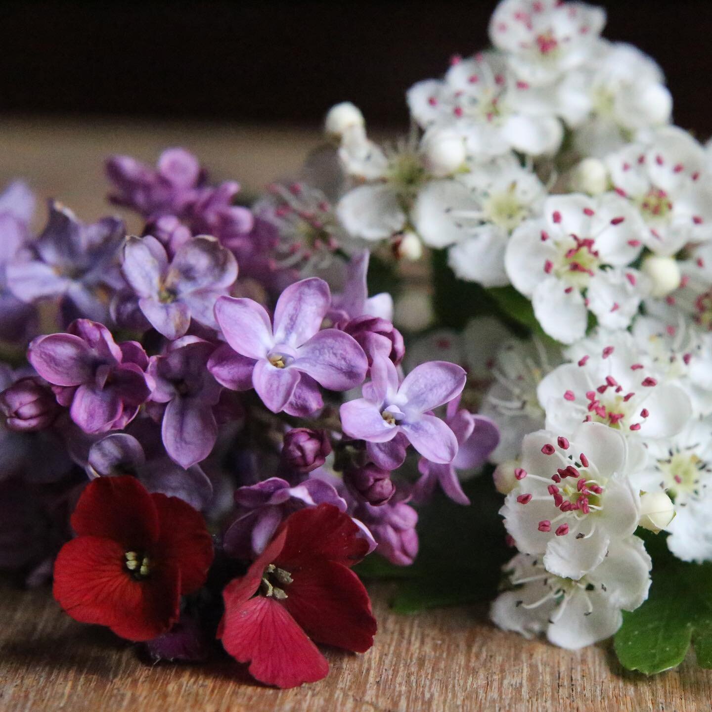 Studying the beautiful colours and textures of flowers from the garden, future inspiration for fairy crowns and flowery shoes. 
And making the most of the lilac whilst it&rsquo;s still here and dry.
As young primary aged children mum would walk us to