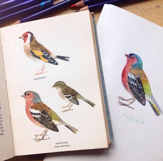 Got a really gorgeous vintage pocket bird book recently and have been using it a lot to draw pretty birdies from.