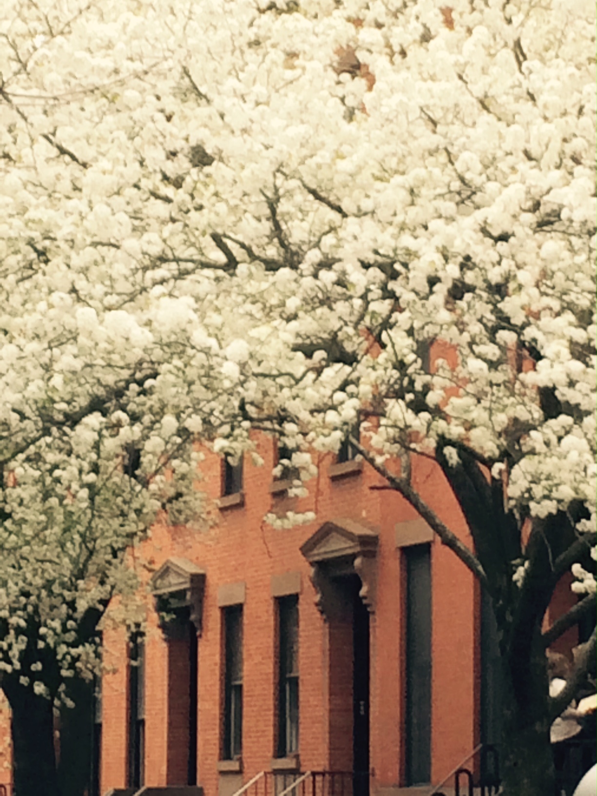 pear blossoms .jpg