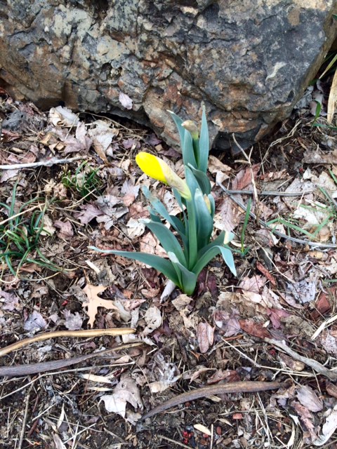 daffodil bud.jpg