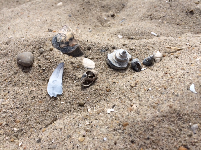 shells.JPG