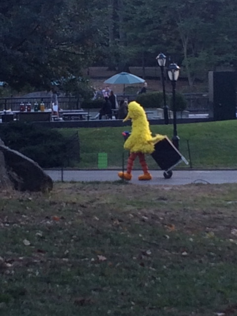 big bird.JPG