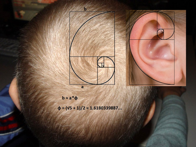 fibonacci-hair-ear.jpg