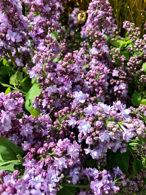 lilacs1.jpg