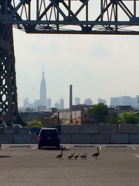 I took this photo in a parking lot in Queens - a family of birds doing their best to make it in the big city.