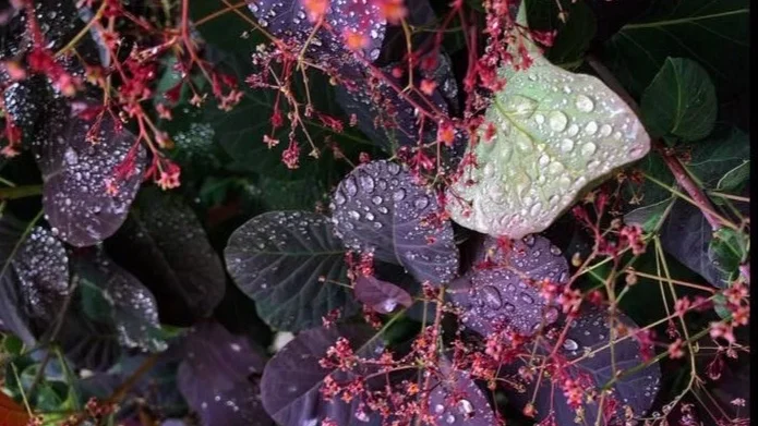 Dan Farmer posted these from his garden in Los Angeles. So beautiful!