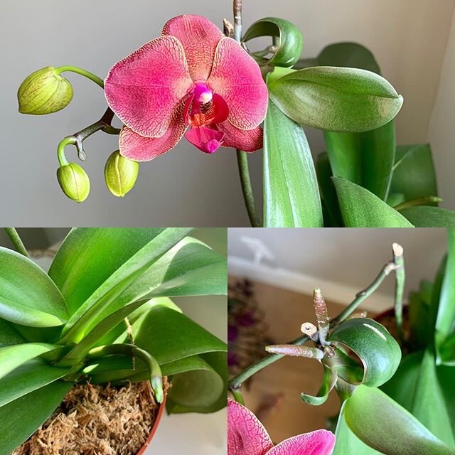@c4cfitness came to see me after my surgery last yr in September bearing this beauty. She had gorgeous blooms, and of course they fell off a while later. I cut back the spikes, moved her underneath a cloche to stay nice and humid/cozy, and gave her o