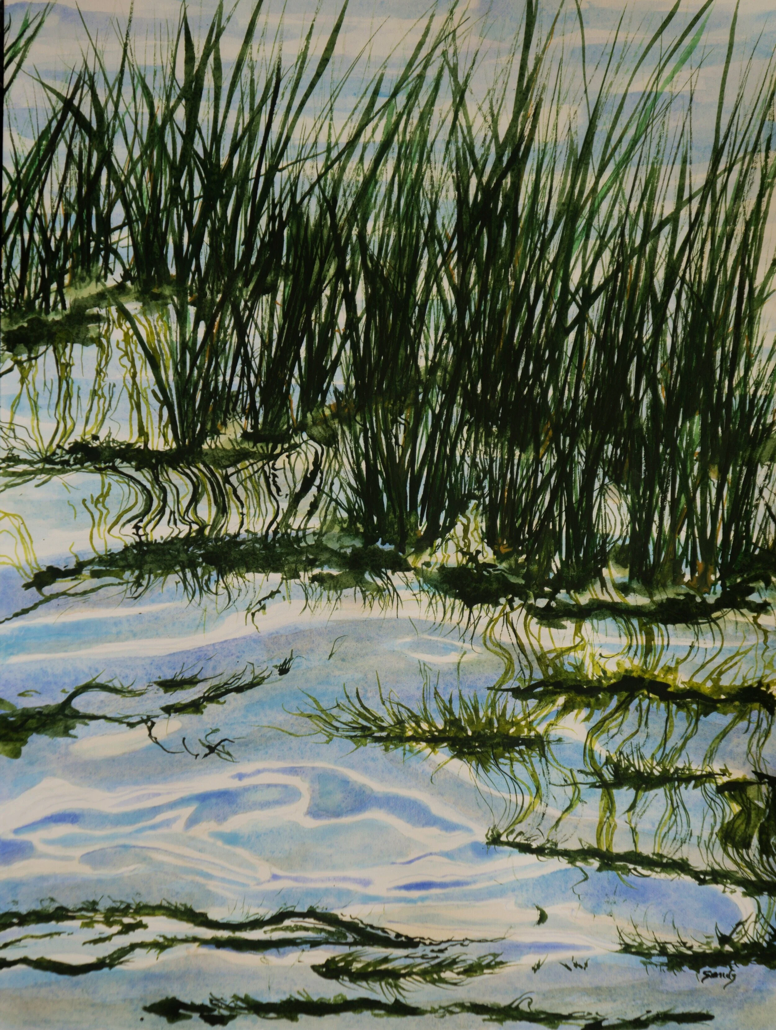 Water Reeds