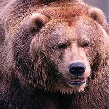 MT FWP Grizzly Bear Challenge--6-12 grades