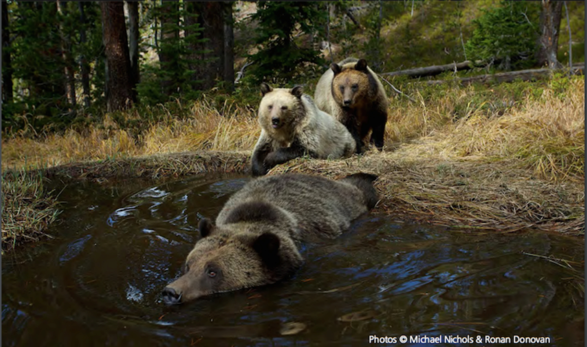 Photo: courtesy of Michael Nichols / National Geographic
